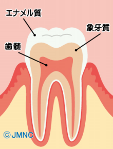 エナメル質と象牙質、歯髄腔などか