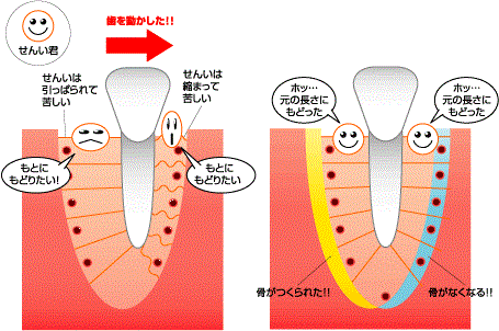 歯はなぜ動くのか？？