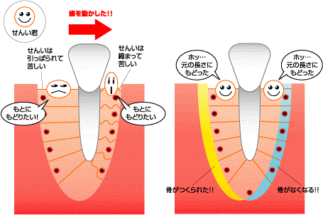 歯の動き方