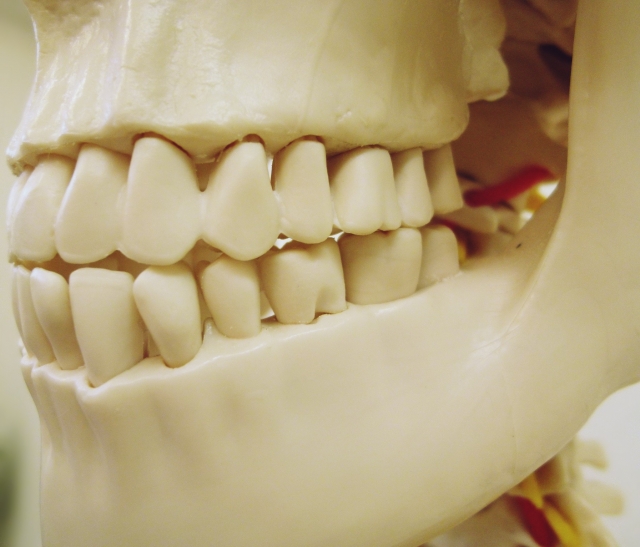 奥歯の歯並びが噛み合わせに影響を与える？悪い噛み合わせの影響やチェック方法を歯科医が解説