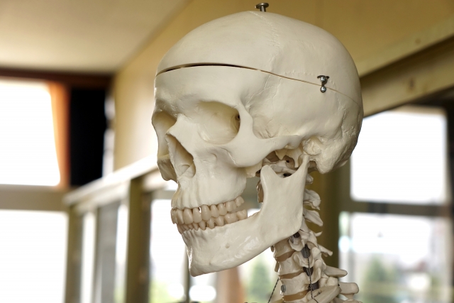 歯列矯正で変化する骨格の特徴